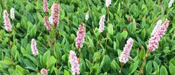 Image result for Persicaria madagascariensis