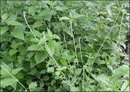 Image result for Achyranthes aspera