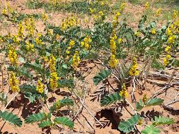 Image result for Senna italica