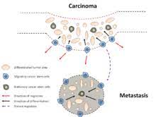 Cancer Stem Cell Wikipedia