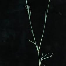 Image result for Eragrostis porosa