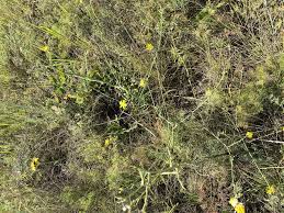 Image result for Lactuca ugandensis