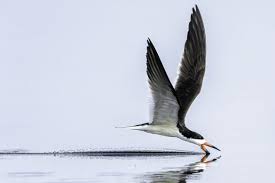 Big Black Birds In Georgia Grand Teton Red Fox Mousing Wildlife Birds Of Georgia Birds Of America