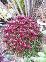 Bromelias Belos Jardins Jardinagem E Paisagismo Orquideas
