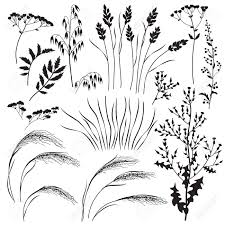 We did not find results for: Silhouette Set Of Wild Grasses Herbs And Cereals Isolated On White Background Simple Oats Lettuce Bluegrass Sagebrush Mat Grass And Field Flowers Vector Flat Illustration Royalty Free Cliparts Vectors And Stock Illustration