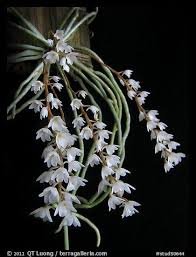 Image result for Microcoelia corallina