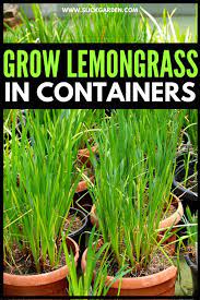 How To Grow Lemongrass In Pots Slick Garden Grow Lemongrass Lemongrass Plant Gardening For Beginners