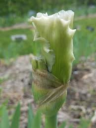 TbMayFrost < TbKthruO < Iris Wiki