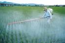 Pesticide - , 
