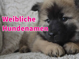 Welchen namen soll der neue hund bekommen? Hundenamen Weiblich 223 Seltene Coole Und Beliebte Namen Fur Hundin