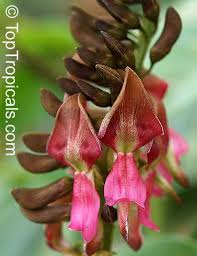 Image result for Indigofera microscypha