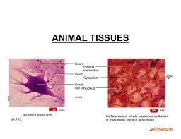 Maybe you would like to learn more about one of these? Animal Tissues