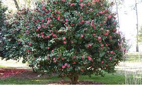 Best Ways To Use Camellias In 2021 Camellia Plant Camellia Tree Garden Shrubs