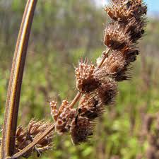 Image result for Mesosphaerum pectinatum