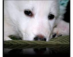 I weigh roughly 60 lbs. White German Shepherd Puppies
