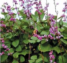 Image result for Dolichos