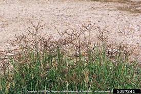 Image result for Cynodon dactylon