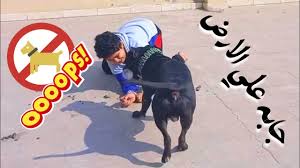 شاهد كلب بيتبول كاد أن يقتل كلب بلدي رعب youtube