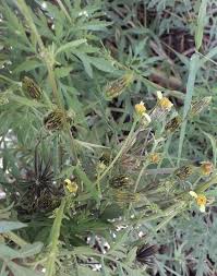 Image result for Bidens bipinnata