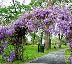It flowers sooner, blooming its first season with fragrant, vividly blue. Amethyst Falls Wisteria Vine New Life Nursery