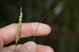 Image result for Sacciolepis rigens