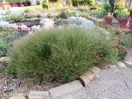 Image result for Oenothera lindheimeri