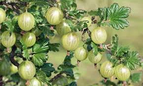 Check spelling or type a new query. Stachelbeeren Krankheiten Und Ihre Behandlung