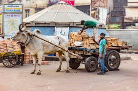 delhi india nov 10 2012 ox chart rider loads his cart with