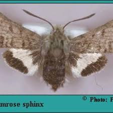 Image result for Pycreus mortonii