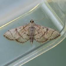 Image result for Blepharis dunensis