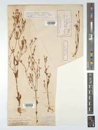 Image result for Chironia flexuosa