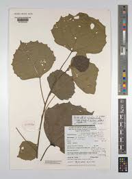 Image result for Macaranga schweinfurthii