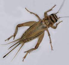 House Cricket Wikipedia