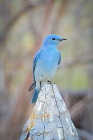 Blue Birds Native To Colorado Rocky Mountain Bluebird Rocky Mountain By Mtaylorphotography Pet Birds Blue Bird Backyard Birds Watching