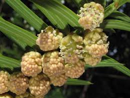 Image result for Brachystegia taxifolia