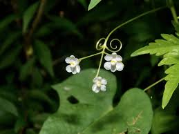 Image result for Cardiospermum halicacabum