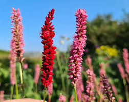 Image result for Persicaria