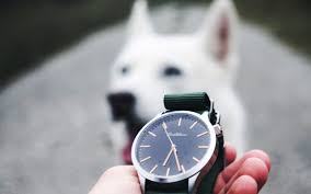 La fecha designada para realizar el cambio de horario de verano es el domingo 4 de abril de 2021 a las 2:00 am, el cual coincide con la celebración de la semana santa 2021. Cambio De Hora 2021 Como Afecta A Los Perros En Su Rutina