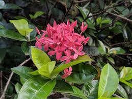 Image result for Ixora sp. A