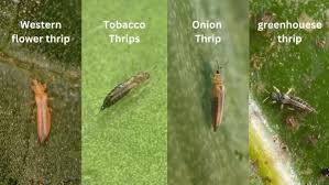 Image result for Onion Thrips