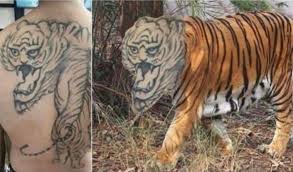I got a tiger tattoo from colin, a great artist, who got me a fast appointment and worked with me to make it exactly what i wanted. To Get A Tiger Tattoo Therewasanattempt
