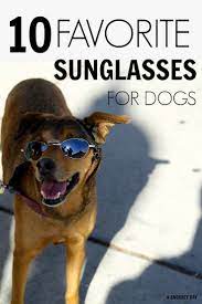 10 Favorite Dog Sunglasses A Snorkey Day Dog Sunglasses Dog Advice Dog Lovers