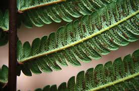 Image result for Pneumatopteris