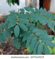 Image result for Phyllanthus loandensis
