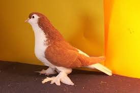 pin on lahore pigeons