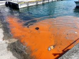 We did not find results for: Un To Issue First Ever Global Report On Harmful Algal Blooms Eurekalert Science News