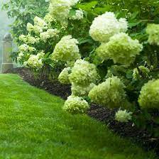 How To Care For And Choose Hydrangeas Hydrangea Care Limelight Hydrangea Garden Shrubs