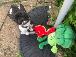 Akc, ckc, fci, ankc, nzkc, ukc, kc (uk). French Bulldog Sav Fb Saviours Twitter