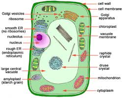 The fluid part of cytoplasm is called cytosol. Vce Biology Cell Organelles Flashcards Quizlet