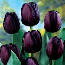 We did not find results for: Queen Of Night Single Late Tulip Purple Tulips Tulips Garden Black Tulips